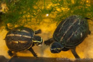 Yearling Kinosternon baurii (3-Striped Mud Turtle)