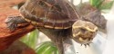 Juvenile Male Kinosternon baurii (3-Striped Mud Turtle)
