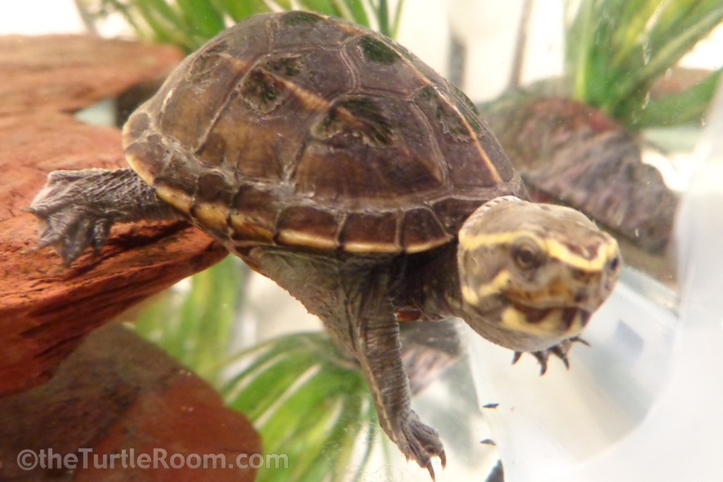 Kinosternon baurii (3-Striped Mud Turtle)