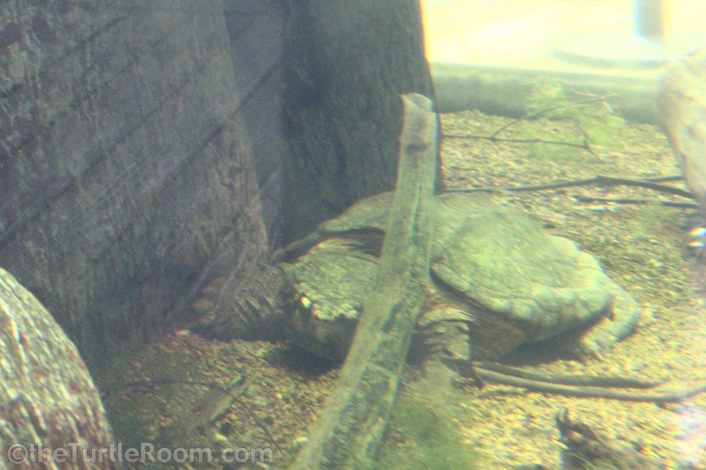 Macrochelys temminickii (Alligator Snapping Turtle)