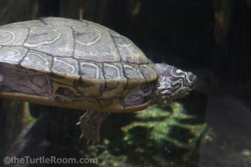 Graptemys barbouri (Barbour's Map Turtle)