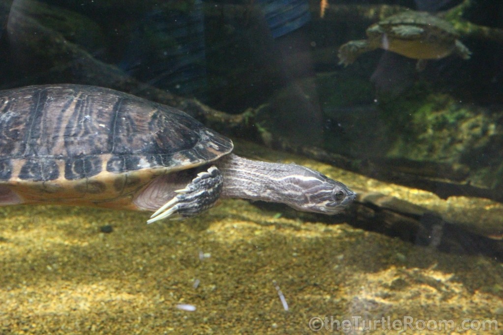 Pseudemys concinna concinna (Eastern River Cooter)