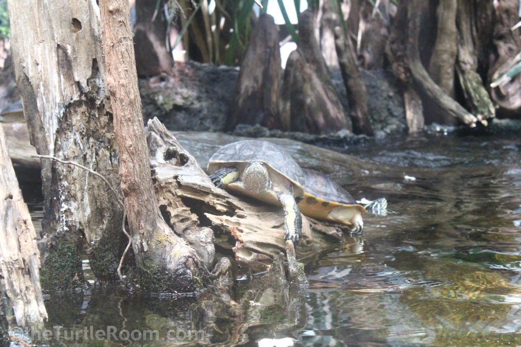 Deirochelys reticularia chrysea (Florida Chicken Turtle)