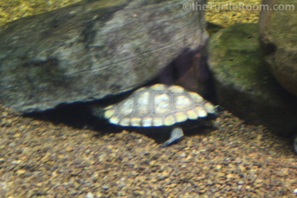 Mauremys japonica (Japanese Pond Turtle)