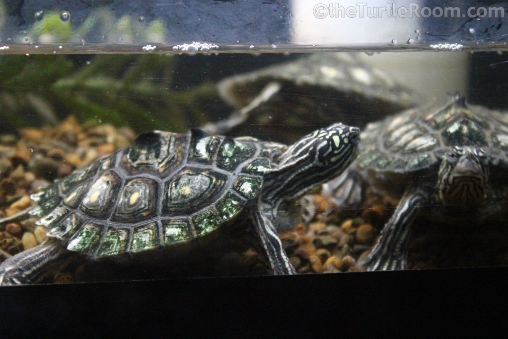 Graptemys flavimaculata (Yellow-Blotched Map Turtle