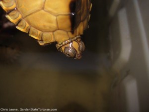 Hatchling Graptemys ernsti (Escambia Map Turtle)