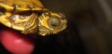 Hatchling Graptemys ernsti (Escambia Map Turtle)