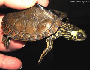 Sub-Adult Male Graptemys gibbonsi (Pascagoula Map Turtle)