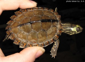Sub-Adult Male Graptemys gibbonsi (Pascagoula Map Turtle)