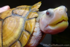 Adult Female Trachemys scripta elegans (Red-Eared Slider) - Caramel Pink