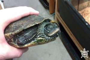Adult Female Graptemys pseudogeographica kohnii (Mississippi Map Turtle)