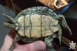 Adult Male Graptemys ouachitensis (Ouachita Map Turtle)