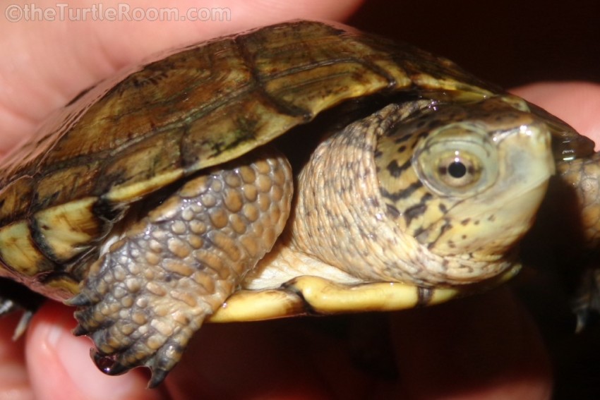 Juvenile Female Actinemys marmorata (Pacific Pond Turtle)