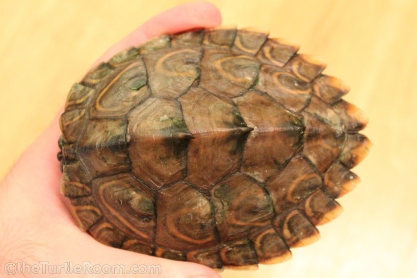 Juvenile Female Graptemys barbouri (Barbour's Map Turtle)