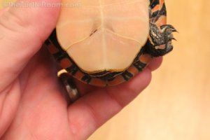 Adult Male Chrysemys dorsalis (Southern Painted Turtle)