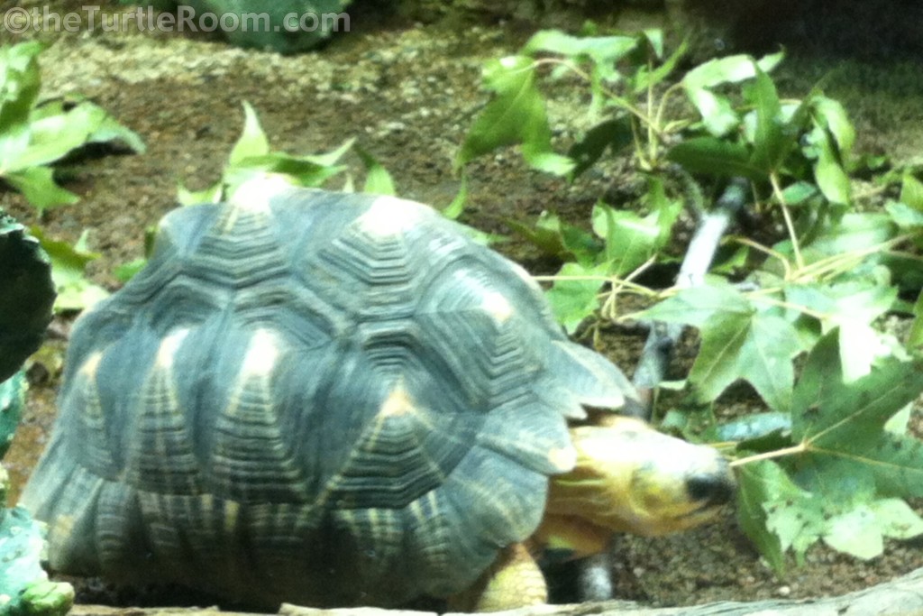 Astrochelys radiata (Radiated Tortoise)