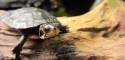 Hatchling Clemmys guttata (Spotted Turtle)