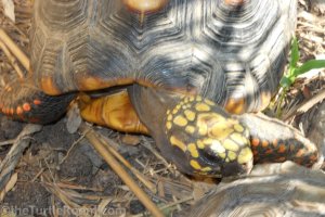 Adult Chelonoidis carbonaria (Red-Footed Tortoise)