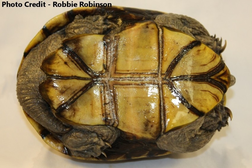 Adult Male Kinosternon flavescens (Yellow Mud Turtle)