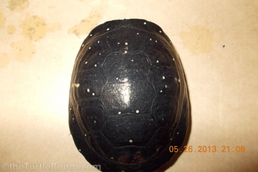 Adult Female Clemmys guttata (Spotted Turtle)