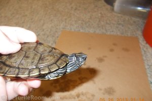 Adult Male Graptemys pseudogeographica kohnii (Mississippi Map Turtle)