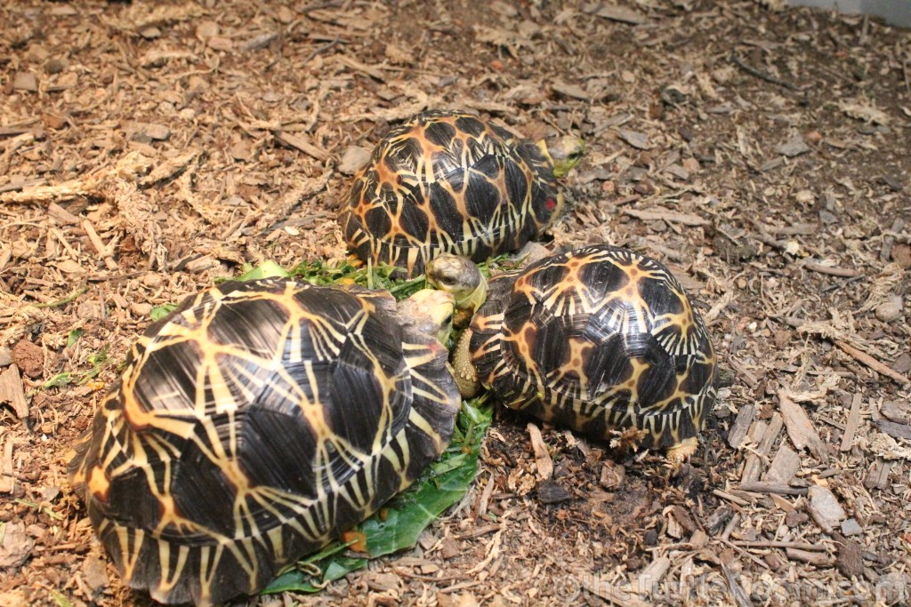 Juvenile Astrochelys radiata (Radiated Tortoise)
