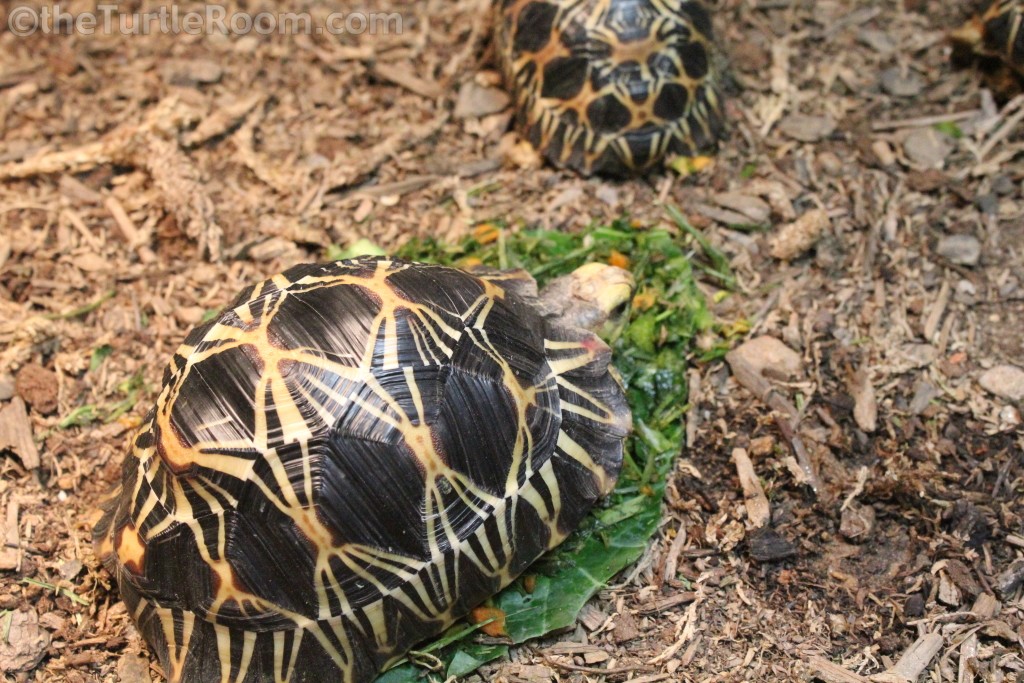 Juvenile Astrochelys radiata (Radiated Tortoise)