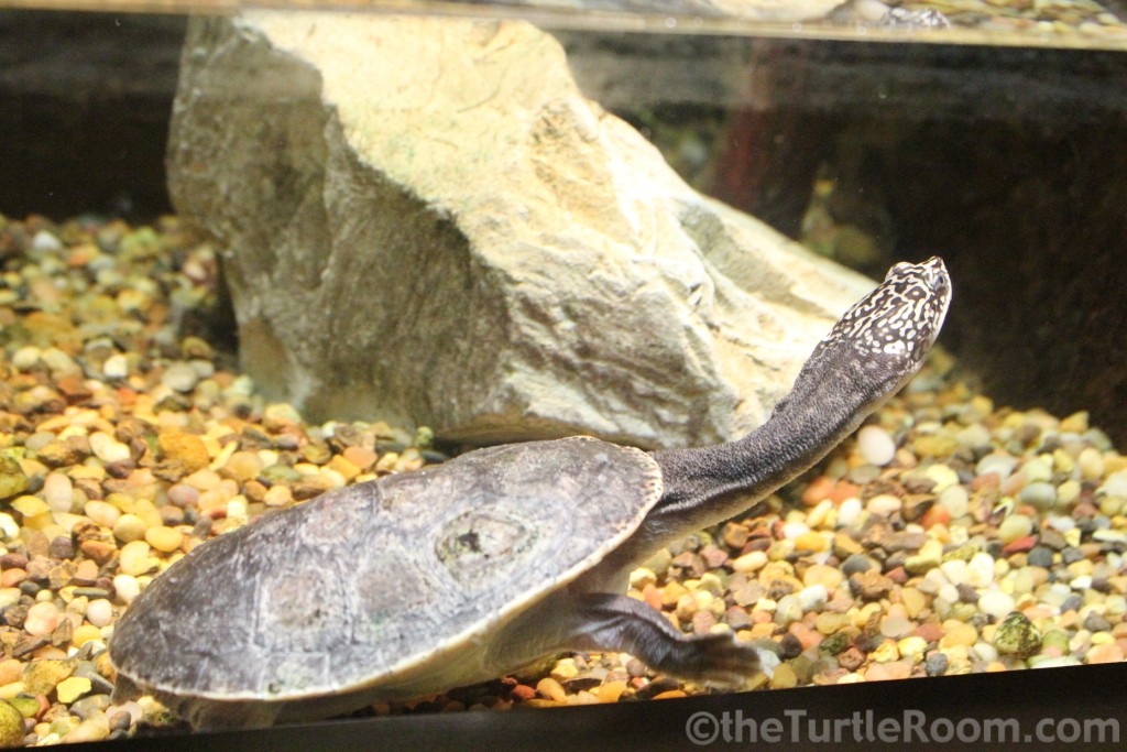 Chelodina (Macrochelodina) parkeri (Parker's Snake-Necked Turtle)