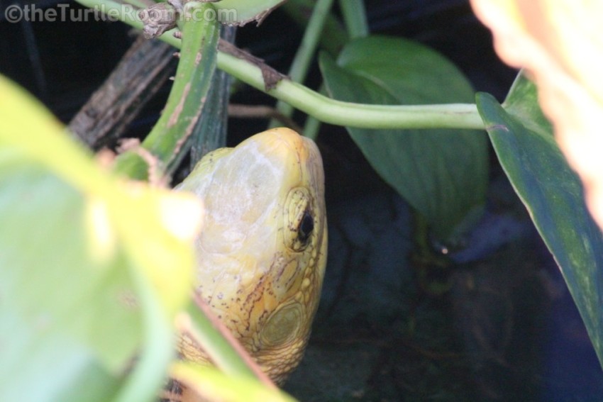 Adult Cuora picturata (Southern Vietnam Box Turtle) - Tennessee Aquarium