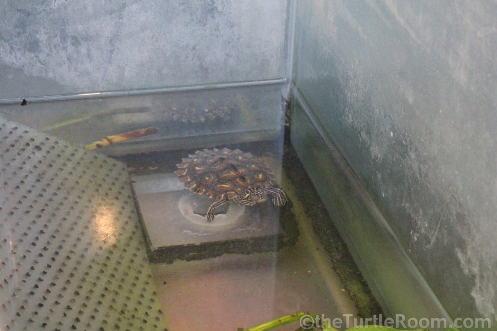 Juvenile Graptemys flavimaculata (Yellow-Blotched Map Turtle)
