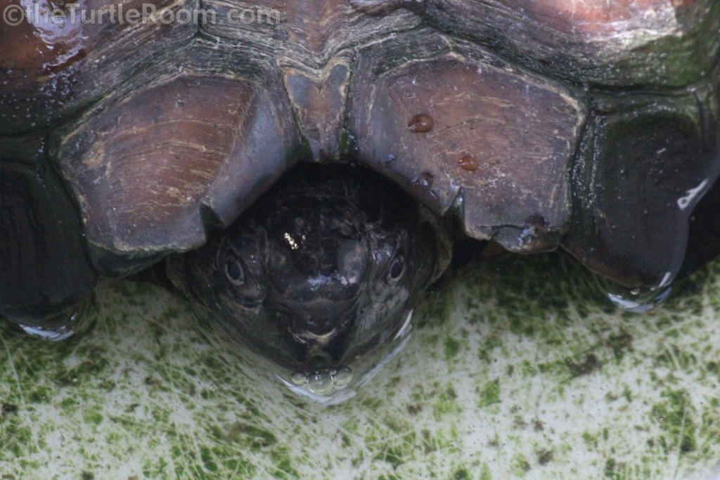 Adult Heosemys spinosa (Spiny Turtle)