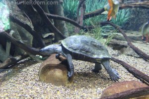 Mauremys nigricans (Red-Necked Pond Turtle) - Tennessee Aquarium