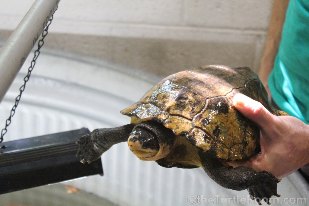 Adult Male Notochelys platynota (Malayan Flat-Shelled Turtle)