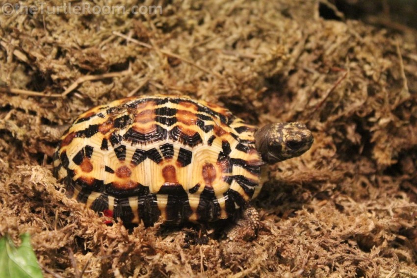 Juvenile Pyxis planicauda (Flat-Tailed Tortoise) - Knoxville Zoo