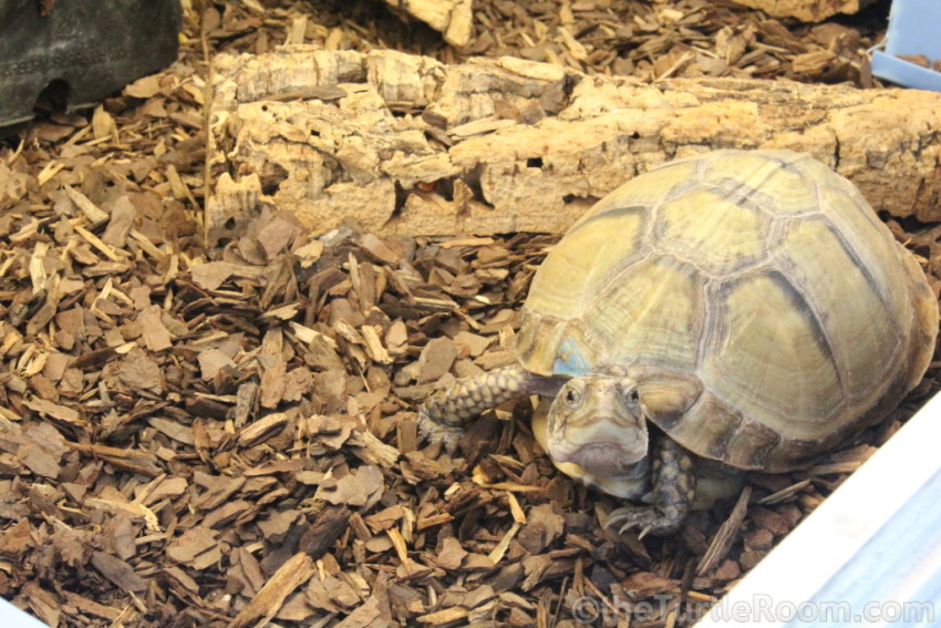 Adult Terrapene carolina mexicana (Mexican Box Turtle) - Tennessee Aquarium