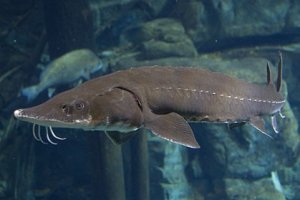 Lake Sturgeon - Tennessee Aquarium