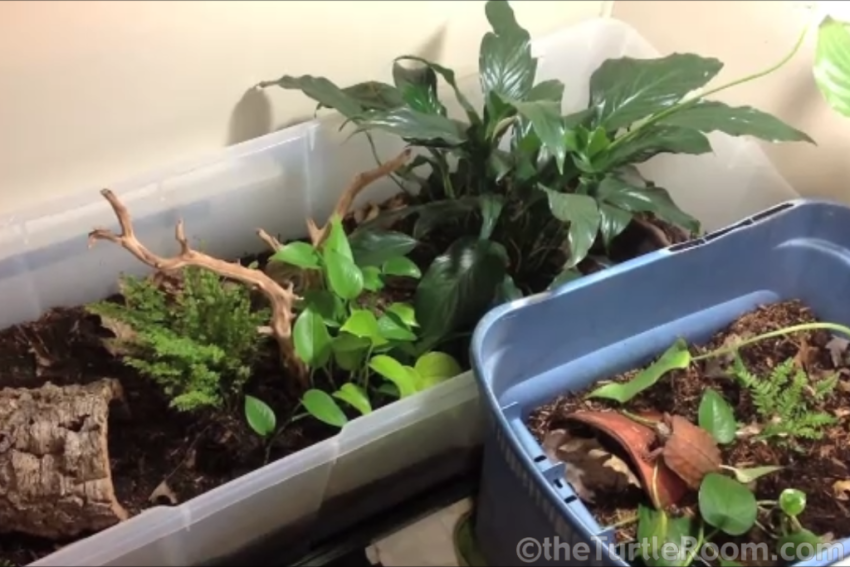 How to Build a Land Turtle Habitat - DIY