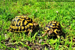 Adult Female Testudo hermanni hermanni (Western Hermann's Tortoise) from Sicily, Italy - GardenStateTortoise.com