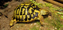 Adult Female Testudo hermanni hermanni (Western Hermann's Tortoise) from Sicily, Italy - GardenStateTortoise.com