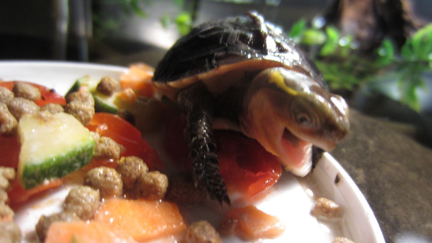 Juvenile Chinese Box Turtle (Cuora flavomarginata)