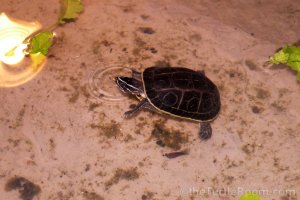 Adult Female Morenia petersi (Indian Eyed Turtle)