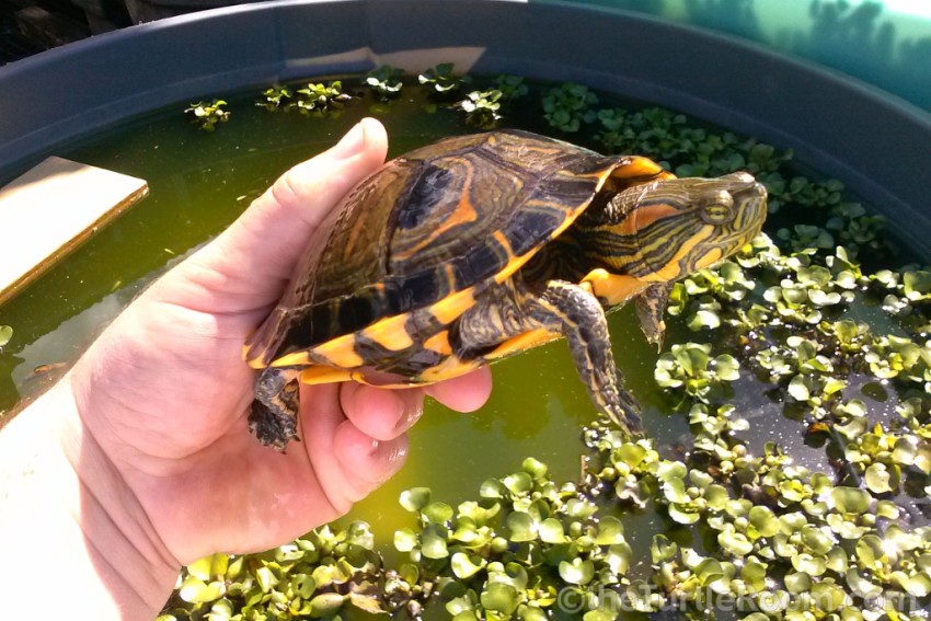 Trachemys dorbigni Breeding Project - theTurtleRoom