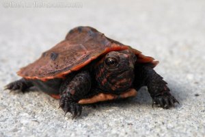 Hatchling Geoemyda japonica (Ryukyu Black-Breasted Leaf Turtle)