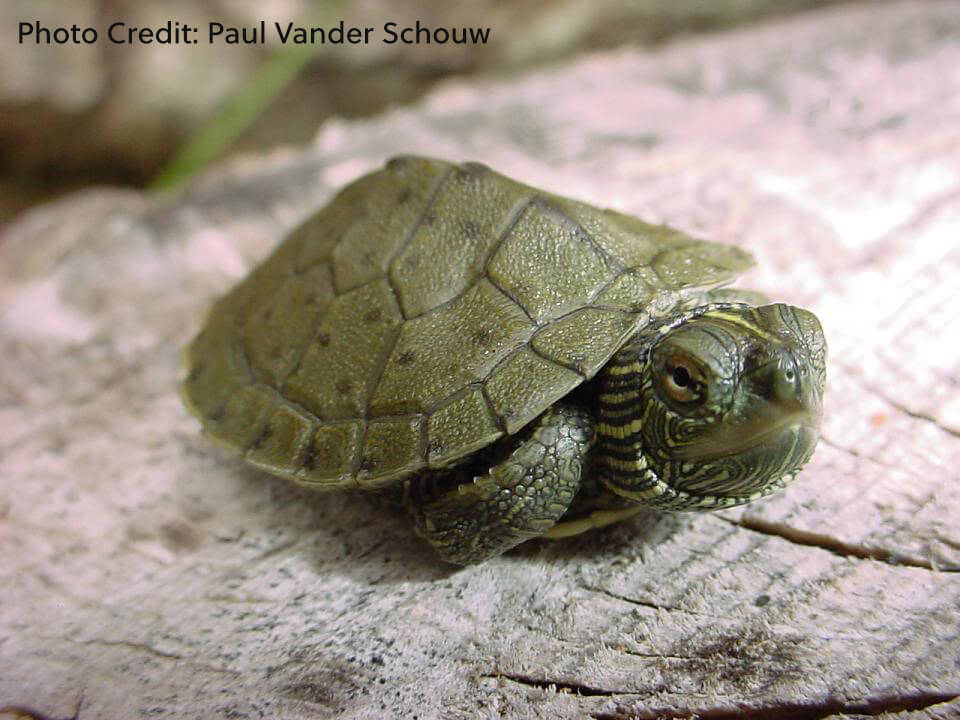 Graptemys geographica (Northern Map Turtle) - Paul Vander Schouw