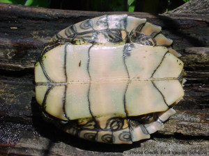 Adult Male Graptemys pulchra (Alabama Map Turtle) - Photo Credit: Paul Vander Schouw