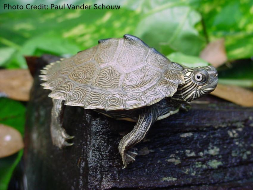 Hatchling Graptemys sabinensis (Sabine Map Turtle) - Photo Credit: Paul Vander Schouw