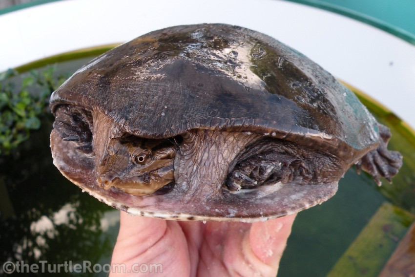Sub-Adult Cycloderma frenatum (Zambezi Flapshell Turtle)