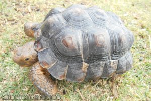 Adult Gopherus berlandieri (Texas Tortoise)