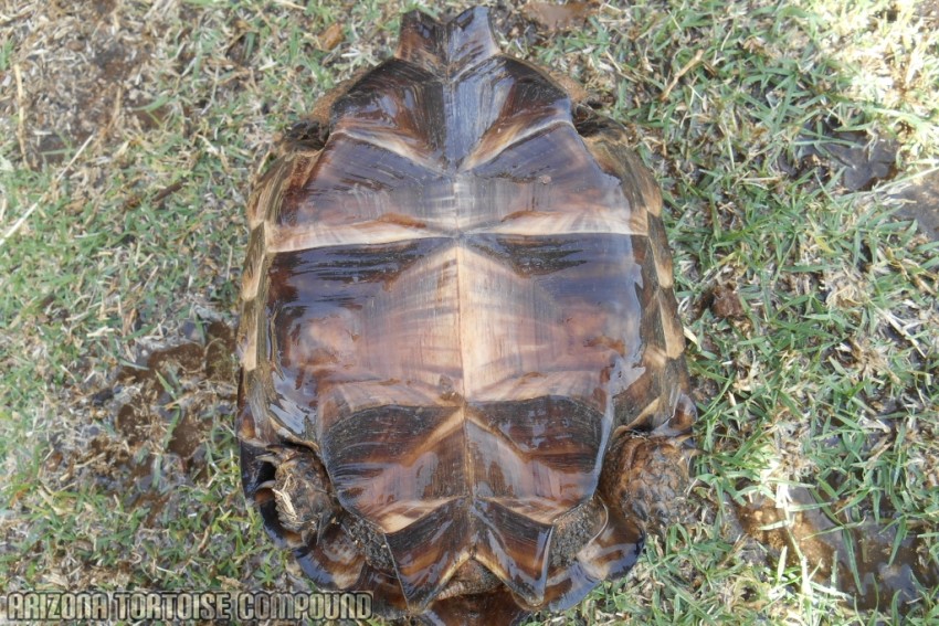 Adult Gopherus berlandieri (Texas Tortoise)