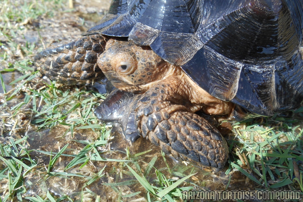 Gopherus berlandieri (Texas Tortoise)